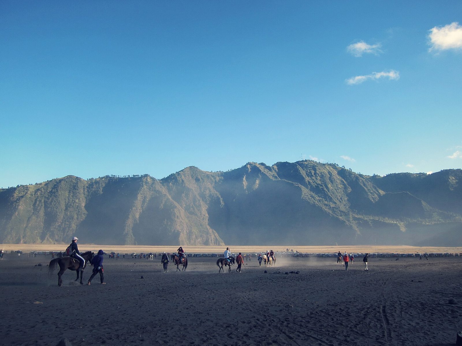 Caballos en el paddock